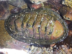 Chiton stokesii