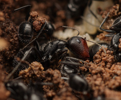 Camponotus ulcerosus