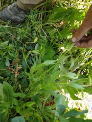 Erythranthe erubescens