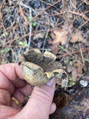 Scleroderma texense