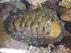 Chiton stokesii