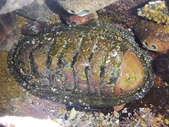 Chiton stokesii