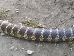 Palusophis bifossatus