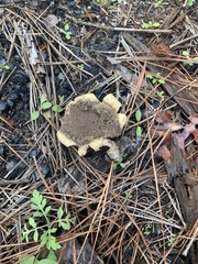 Scleroderma texense