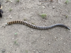 Palusophis bifossatus