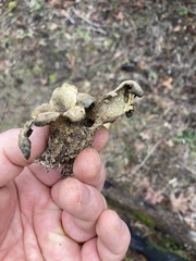 Scleroderma texense