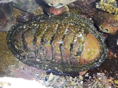 Chiton stokesii