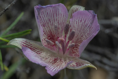Calochortus striatus