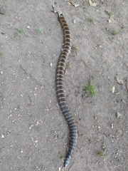 Palusophis bifossatus