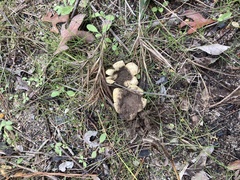Scleroderma texense