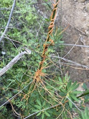 Cuscuta californica