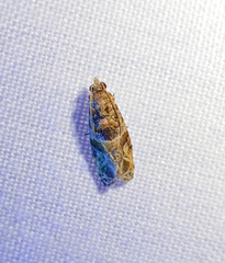 Lobesia transtrifera