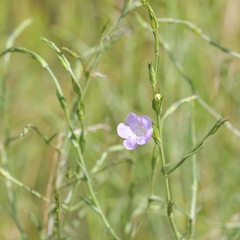 Agalinis communis