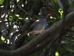 Catharus aurantiirostris
