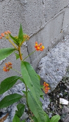 Asclepias curassavica image