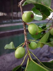 Sideroxylon foetidissimum