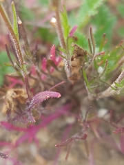 Lepidium nitidum