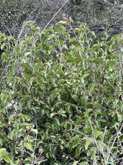 Rhus integrifolia × ovata
