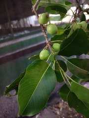 Sideroxylon foetidissimum