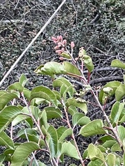 Rhus integrifolia × ovata