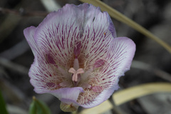 Calochortus striatus