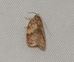 Oligoloba severa