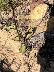 Disa bifida