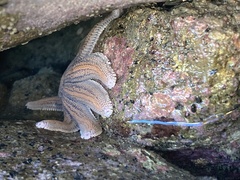 Stichaster australis