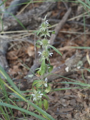Monarda citriodora austromontana