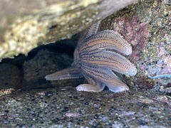 Stichaster australis