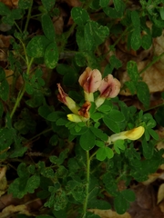 Chamaecytisus supinus