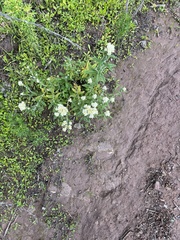 Pseudognaphalium biolettii