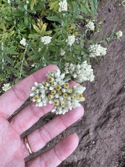 Pseudognaphalium biolettii