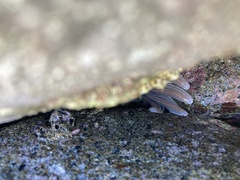 Stichaster australis