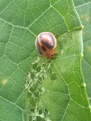 Epilachna clandestina