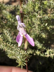 Disa bifida