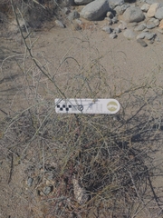 Parkinsonia florida