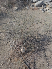 Parkinsonia florida