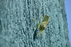 Tettigonioidea