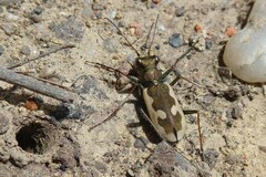 Neocicindela latecincta