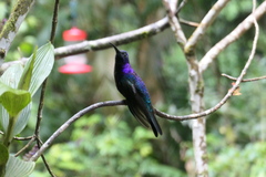 Campylopterus hemileucurus