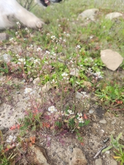 Lepidium nitidum