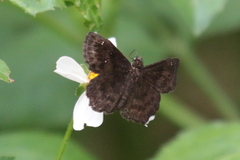 Staphylus hayhurstii