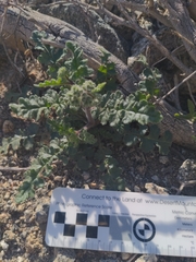 Phacelia crenulata