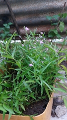 Hypoestes cumingiana