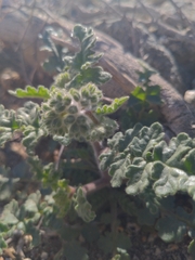 Phacelia crenulata