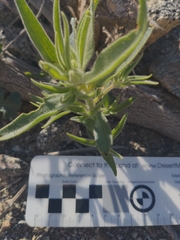 Mohavea confertiflora