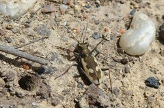 Neocicindela latecincta