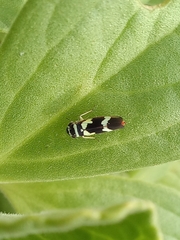 Macugonalia leucomelas