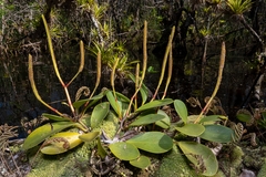 Peperomia obtusifolia